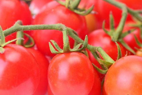 娱乐圈番茄小说吃瓜